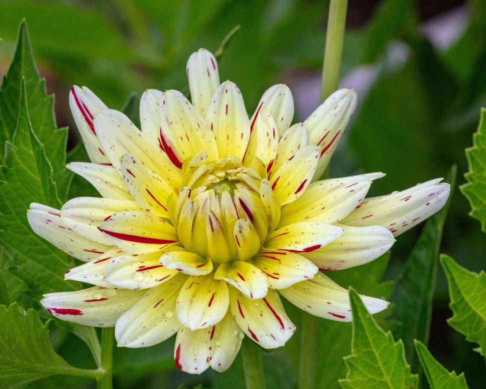 Dahlia 'Crème Silence'