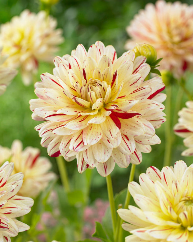 Dahlia 'Crème Silence'