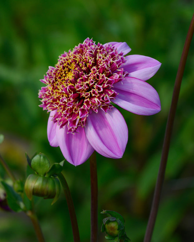 Dahlia 'Dad's Favourite'