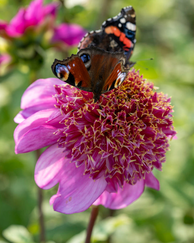 Dahlia 'Dad's Favourite'
