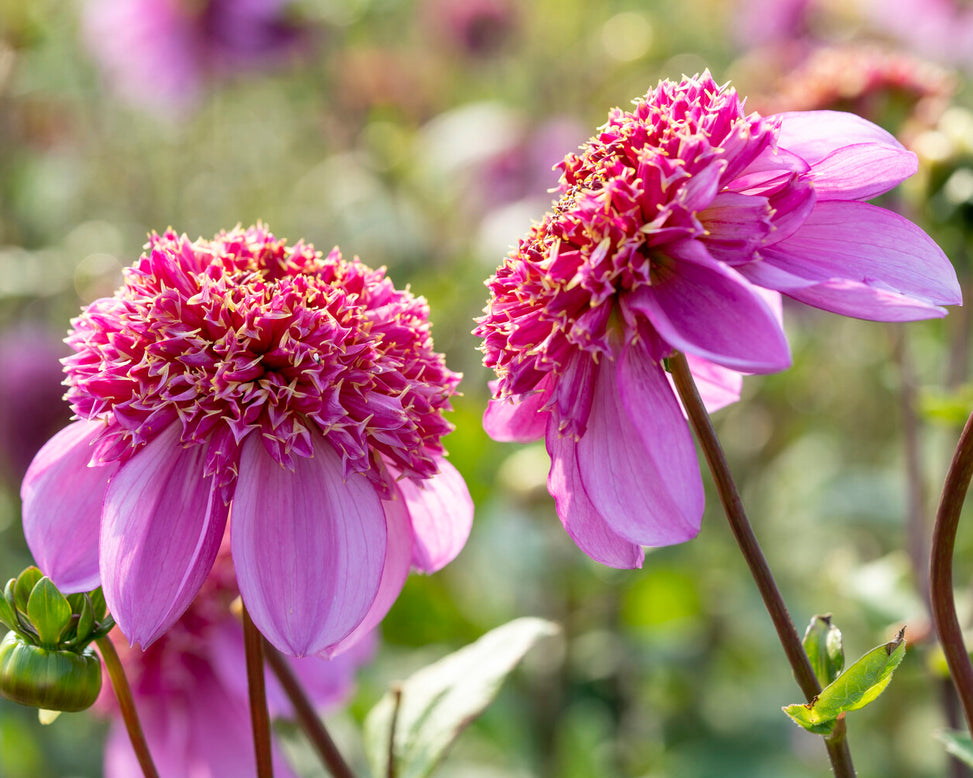 Dahlia 'Dad's Favourite'