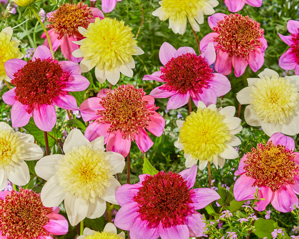 Dahlia 'Dad's Favourite'
