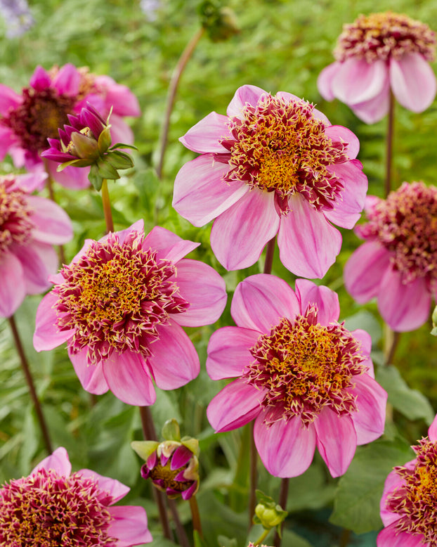 Dahlia 'Dad's Favourite'