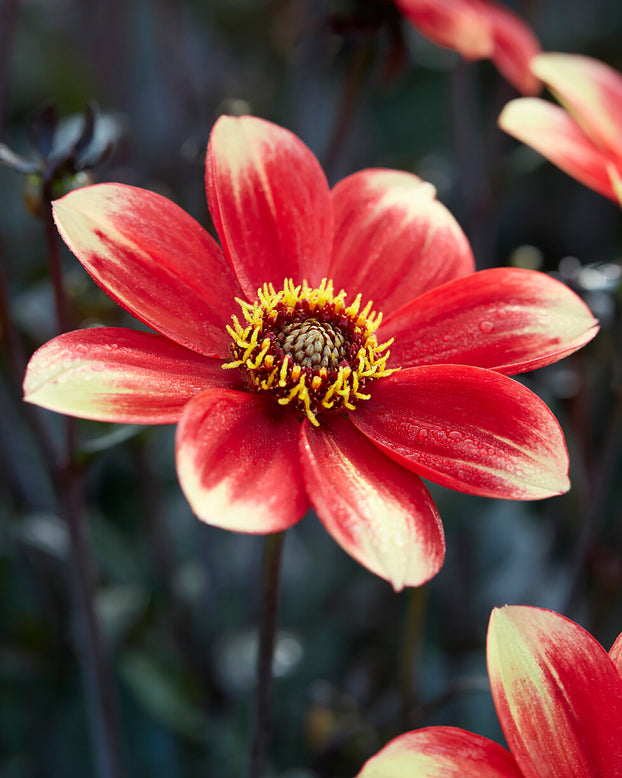 Dahlia 'Dahlegria Bicolore'