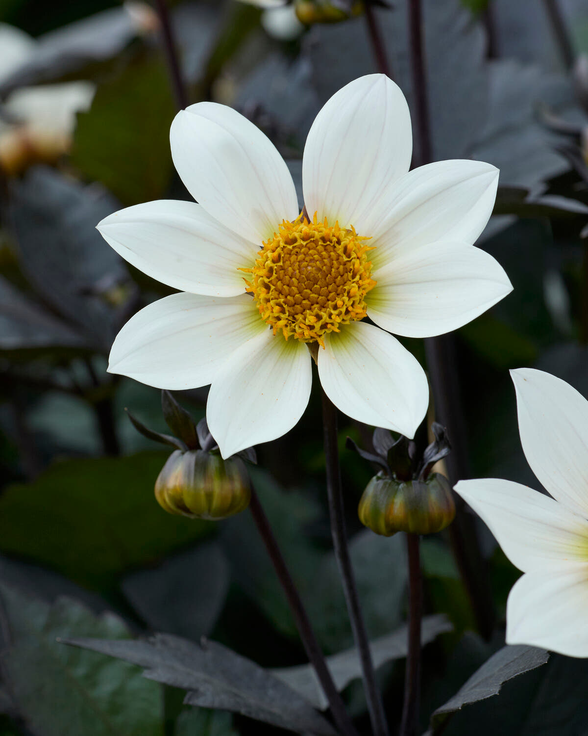 Dahlia 'Dahlegria White'