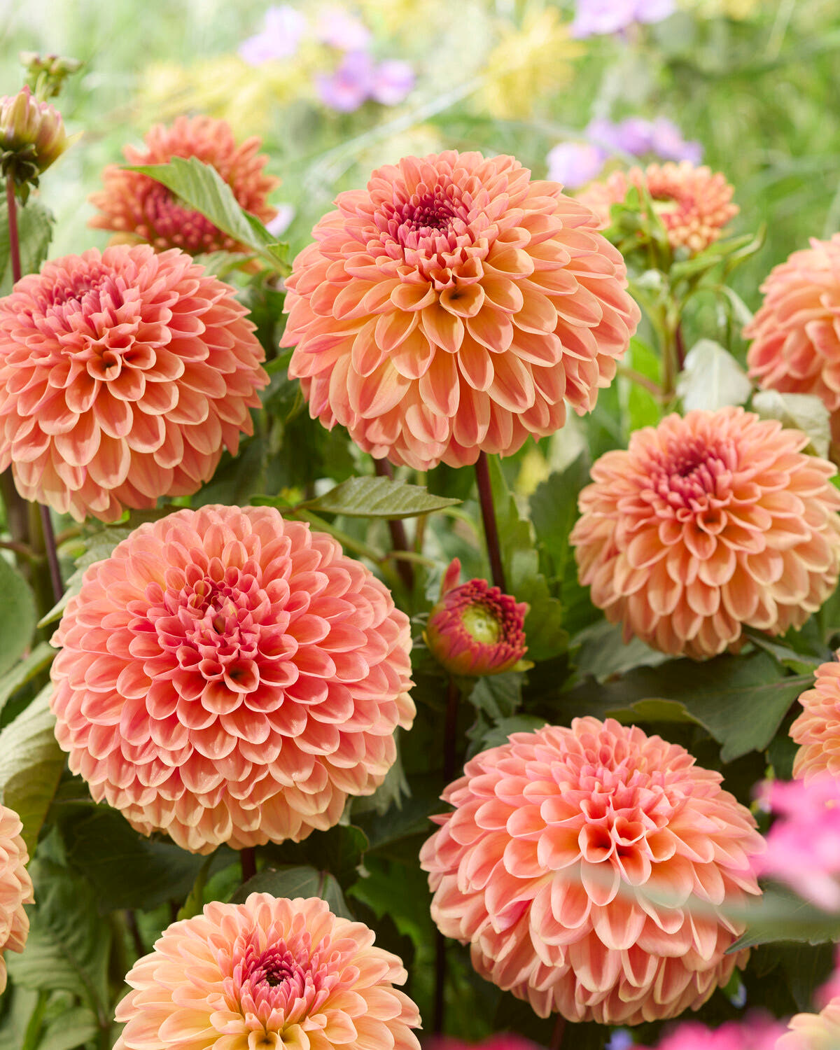 Dahlia 'Dalmuti Cavalier' Close-up of peachy-orange dahlia flowers with layered petals and green foliage in a garden setting.