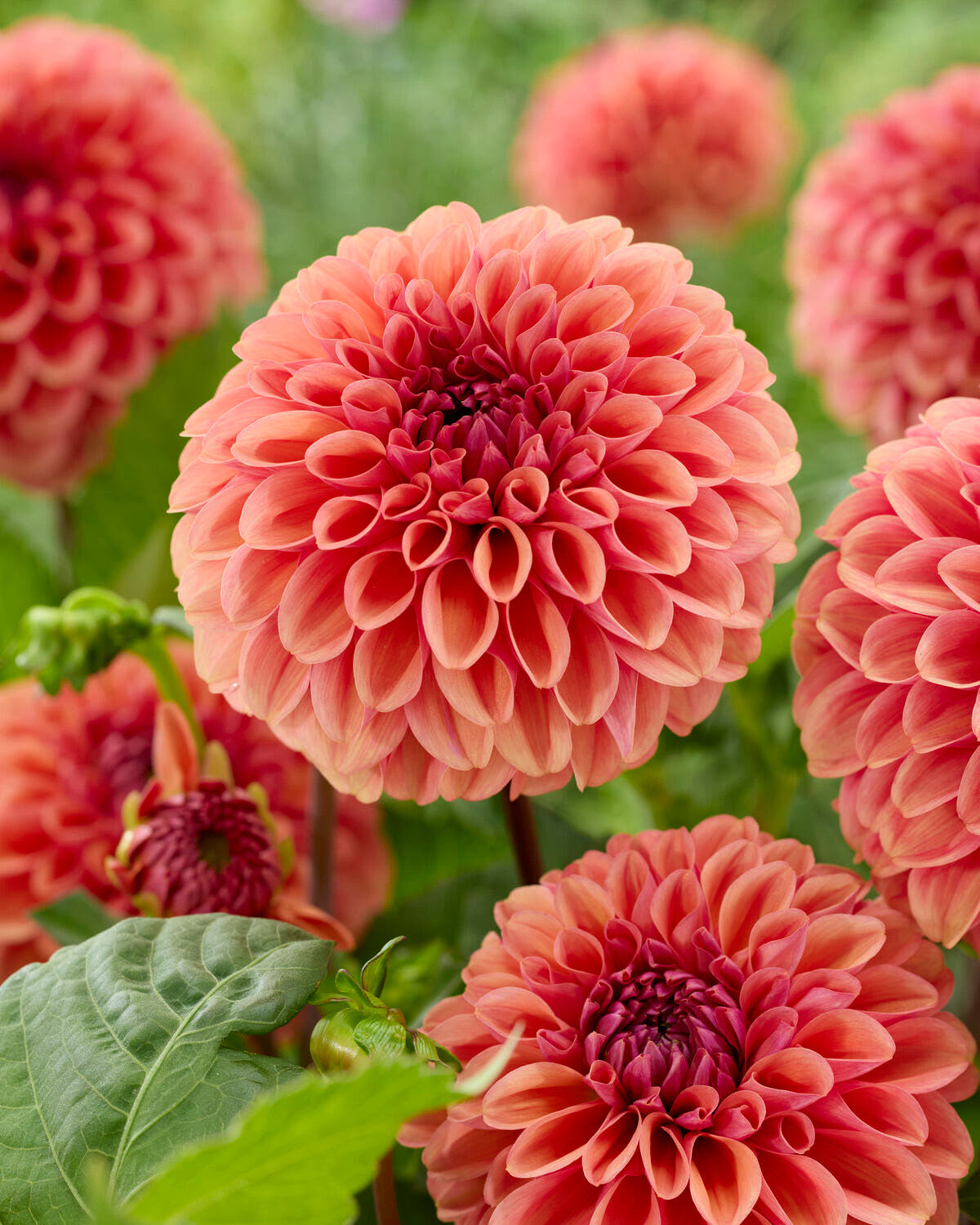 Dahlia 'Dalmuti Chief Marshal'