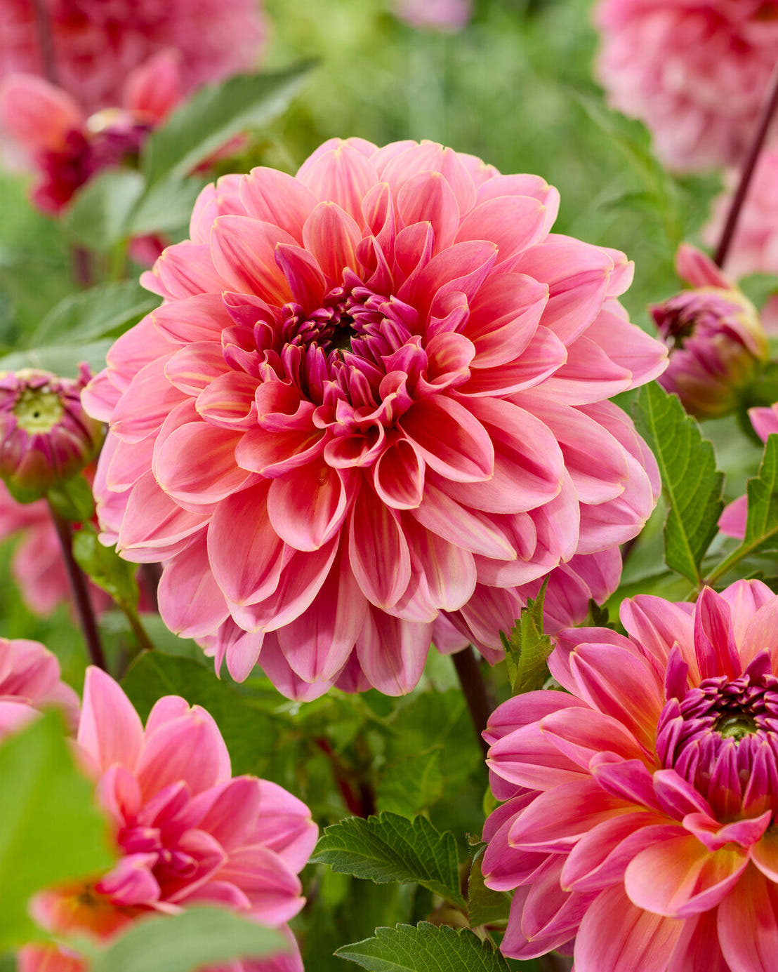 Dahlia 'Dalmuti Jester'