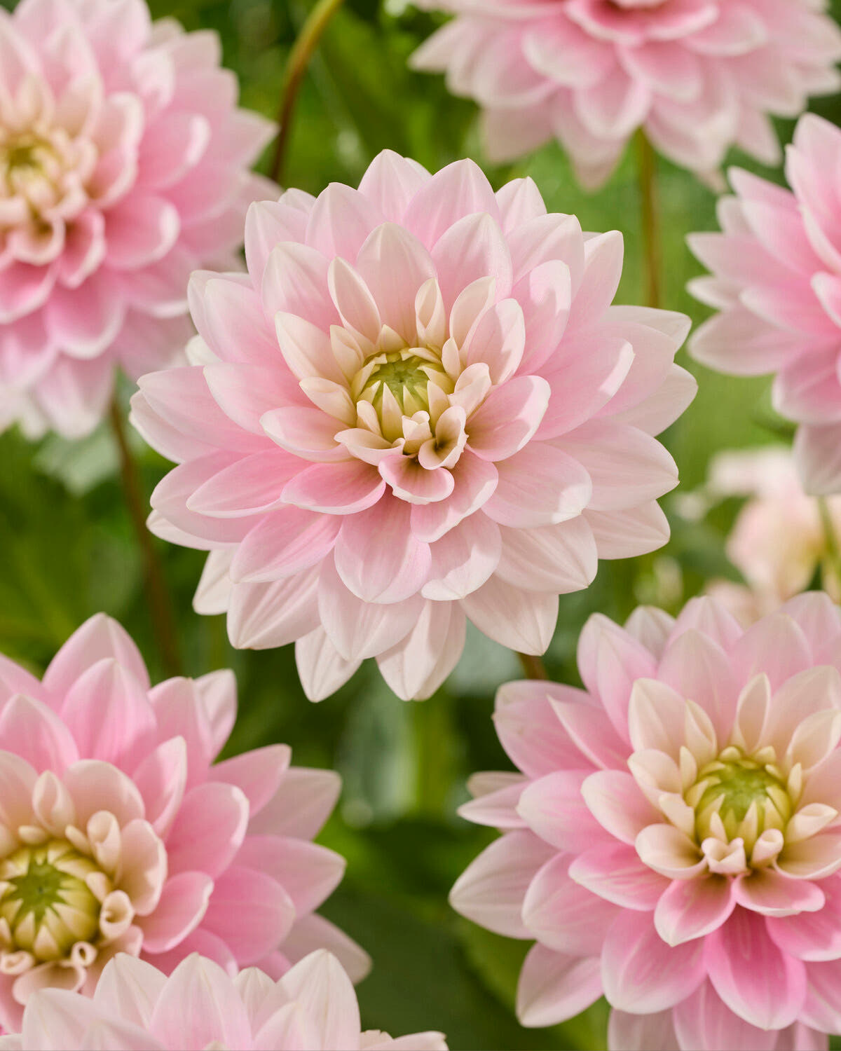 Dahlia 'Dapex Pink Delight'
