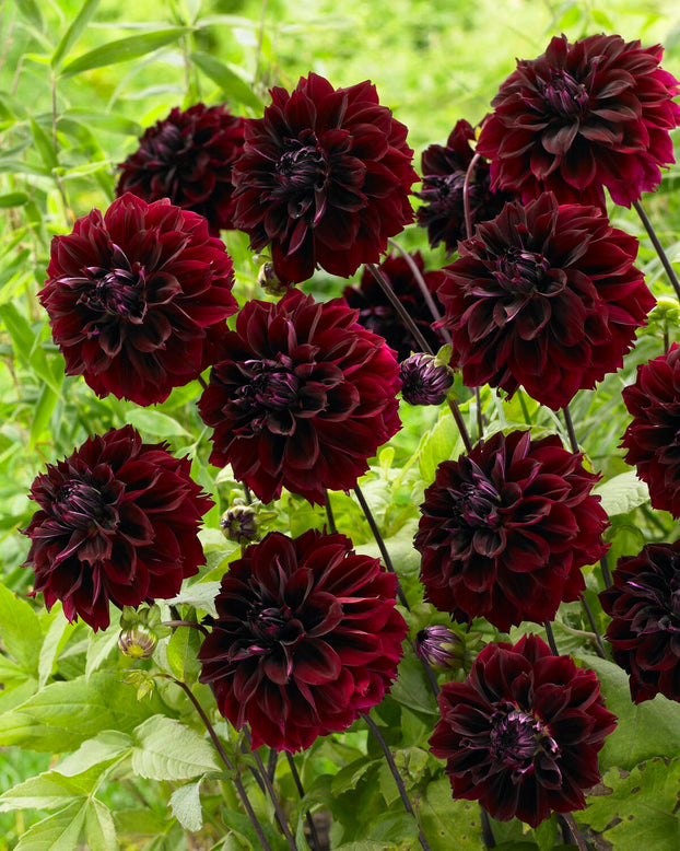 Dahlia 'Dark Fubuki'