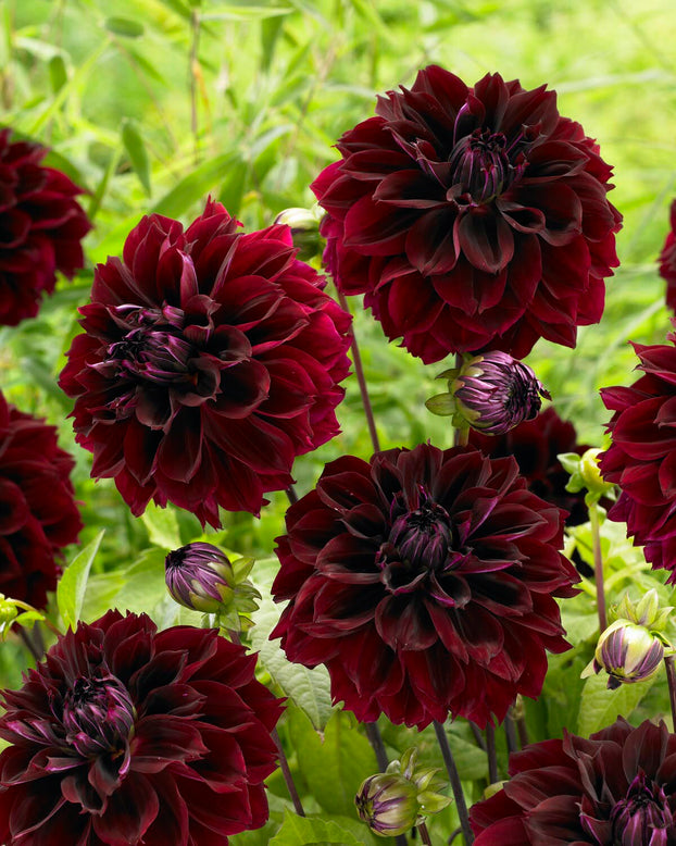 Dahlia 'Dark Fubuki'