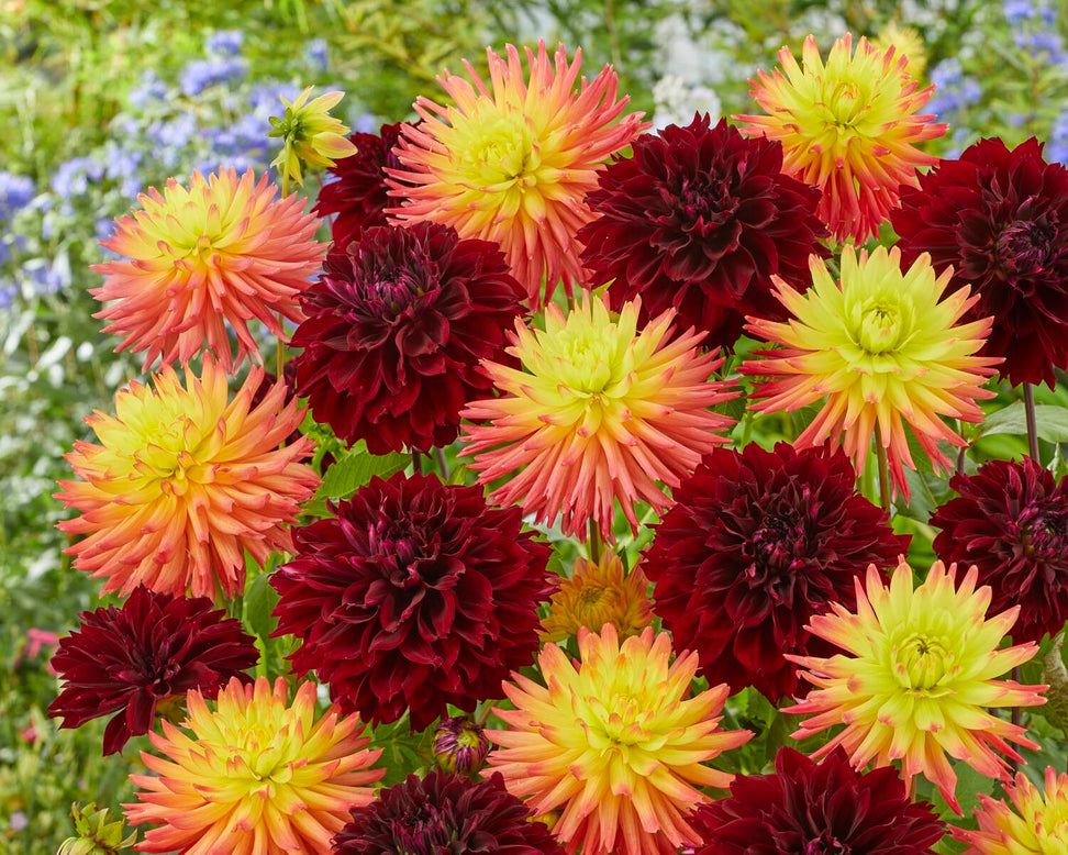 Dahlia 'Dark Fubuki'