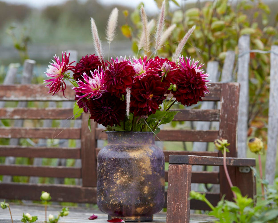 Dahlia 'Dark Fubuki'