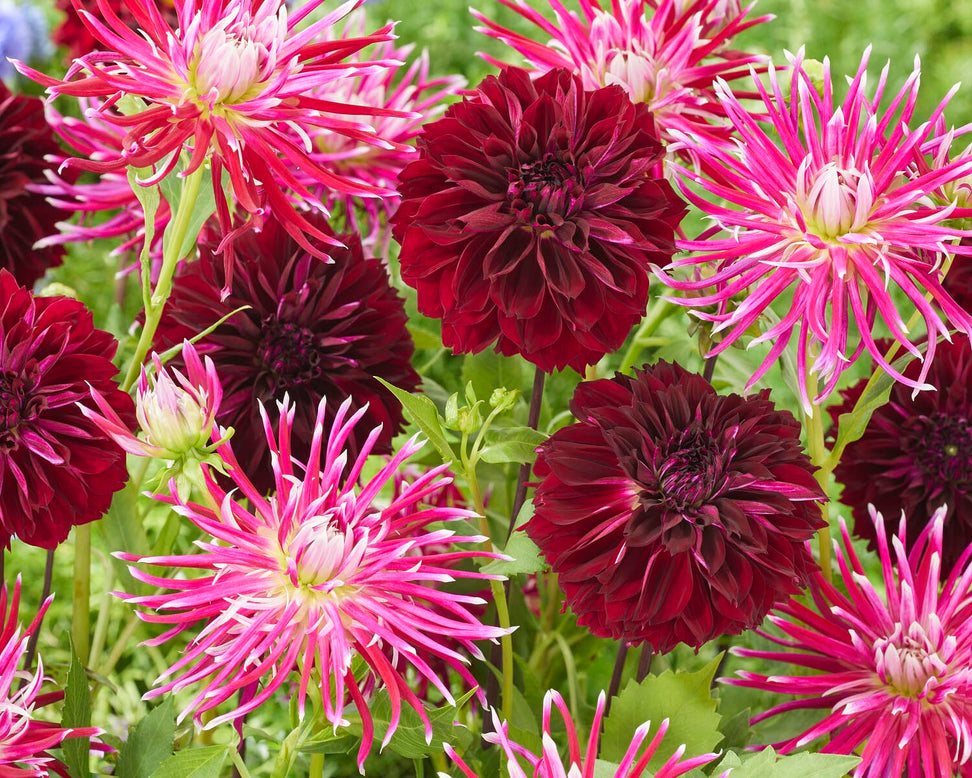 Dahlia 'Dark Fubuki'