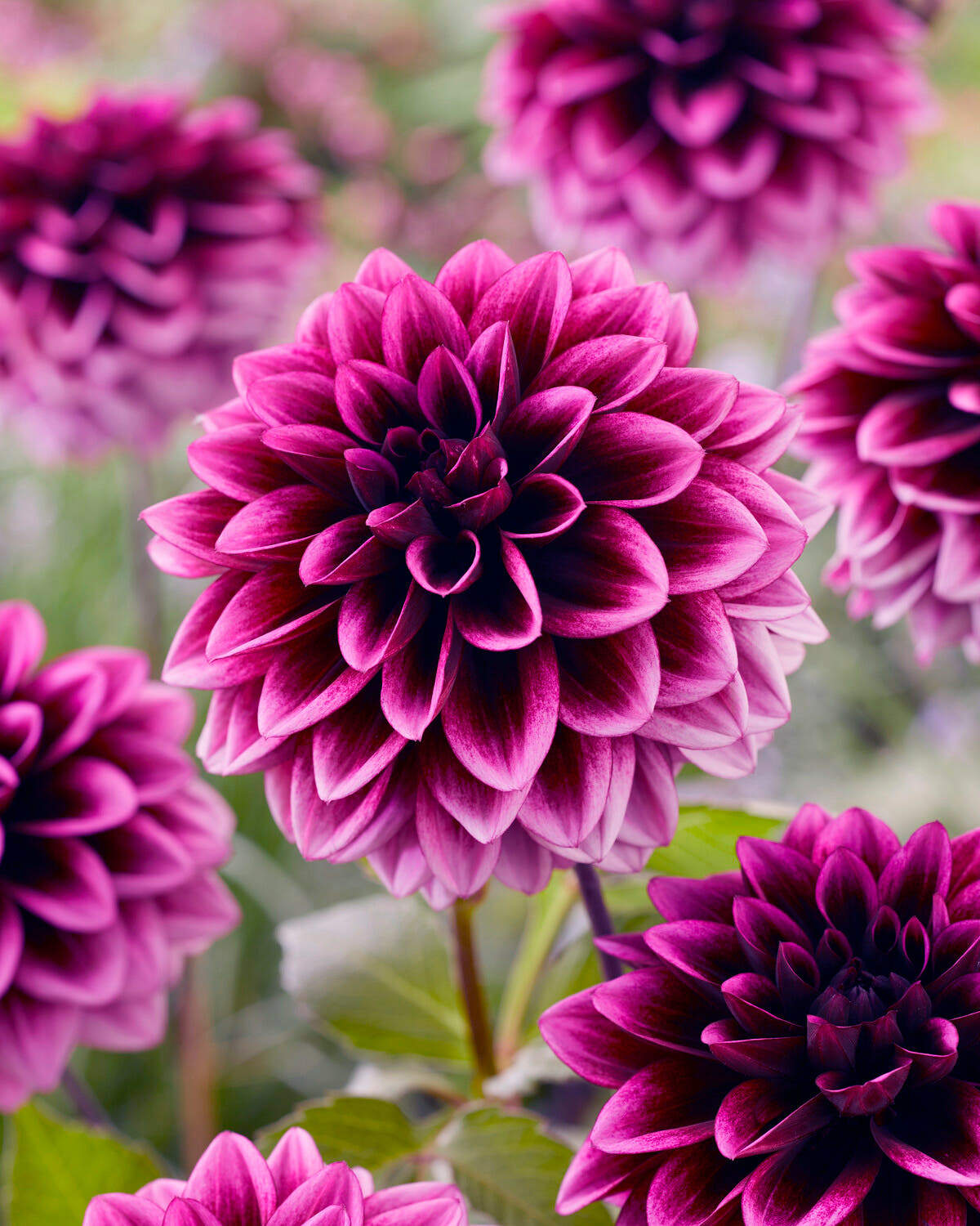 Dahlia 'Davina Michelle'