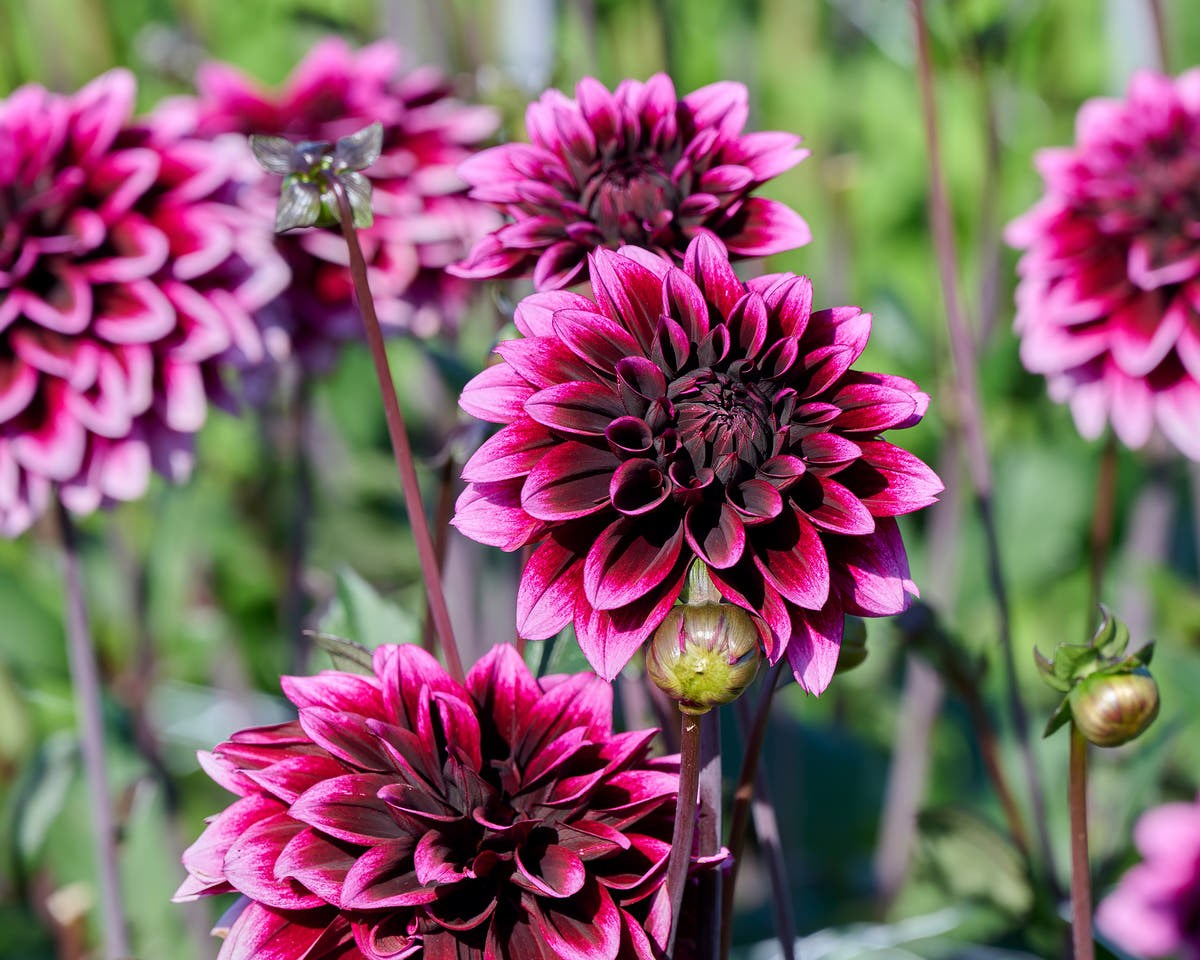 Dahlia 'Davina Michelle'