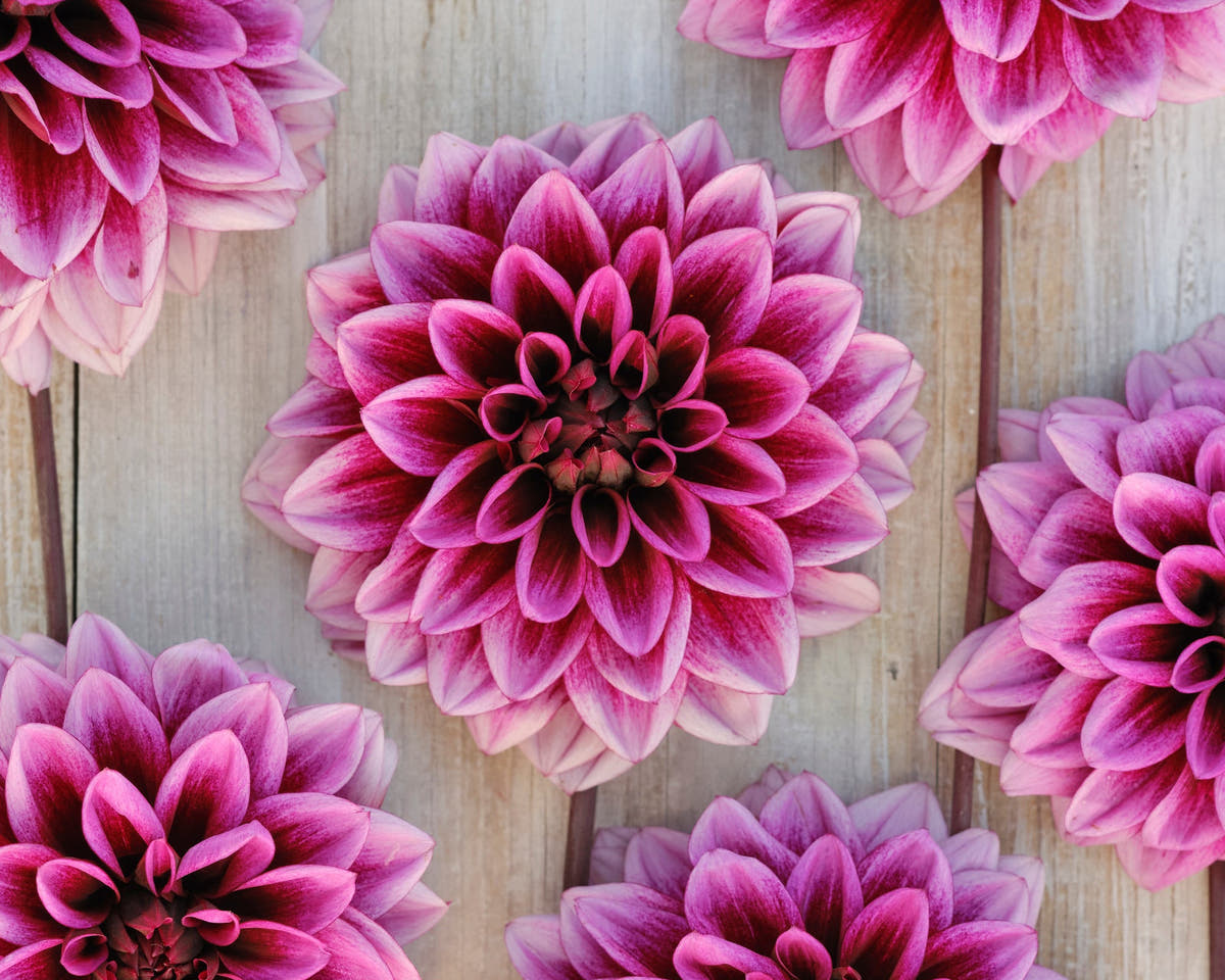 Dahlia 'Davina Michelle'