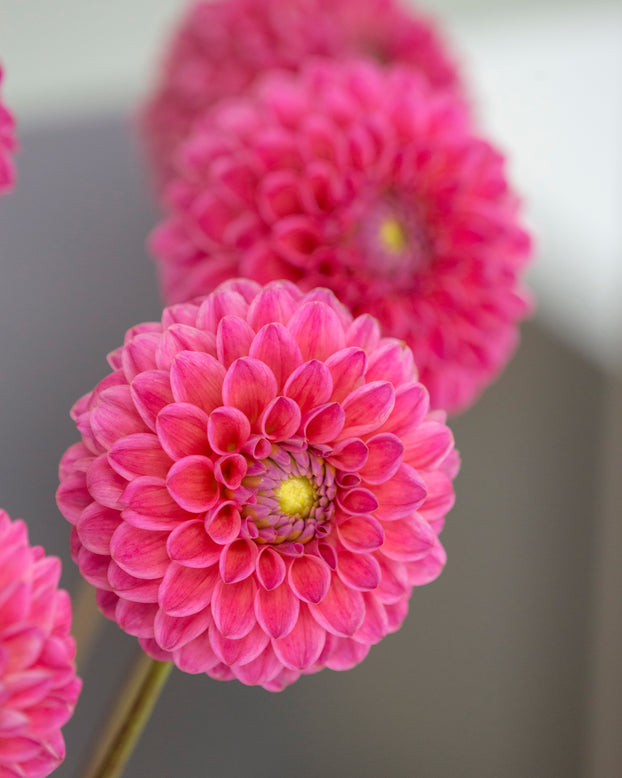 Dahlia 'Dikara Superb'
