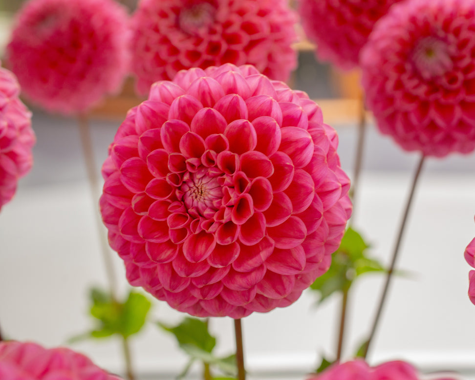 Dahlia 'Dikara Superb'