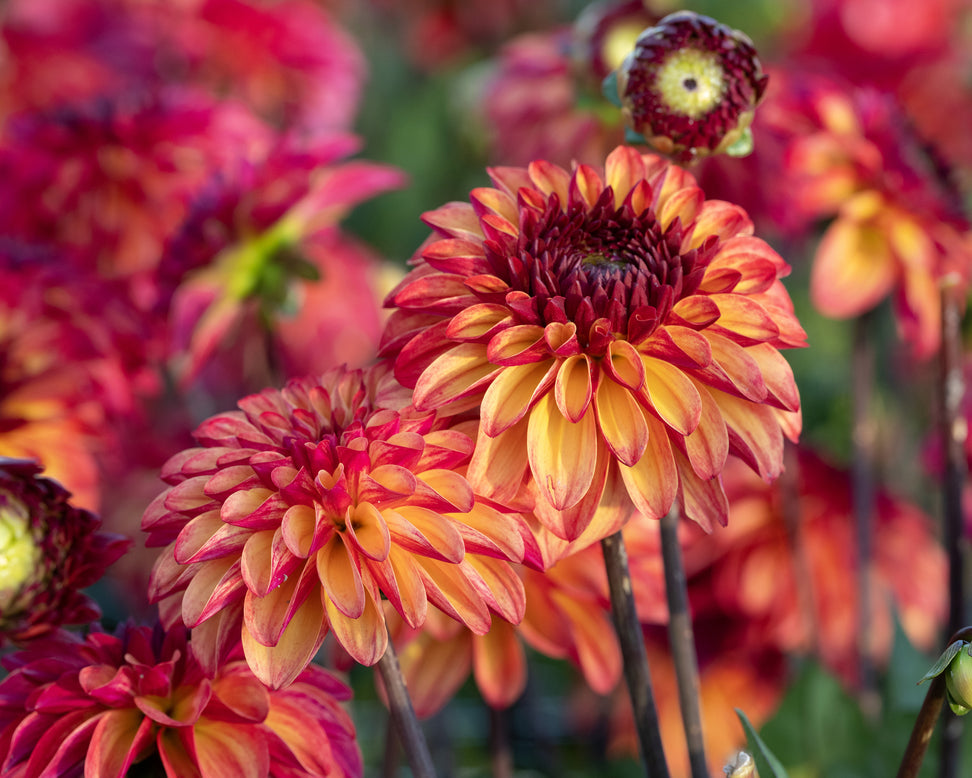 Dahlia 'Ding a Dong'