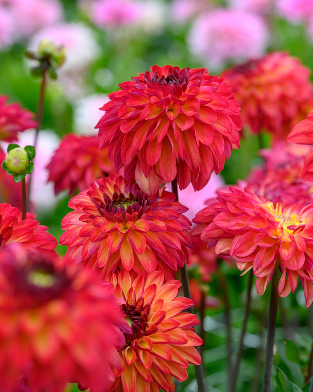 Dahlia 'Ding a Dong'