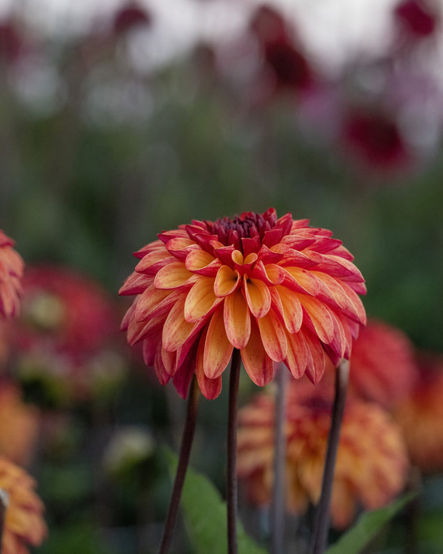 Dahlia 'Ding a Dong'