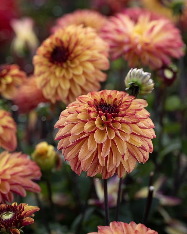 Dahlia 'Ding a Dong'