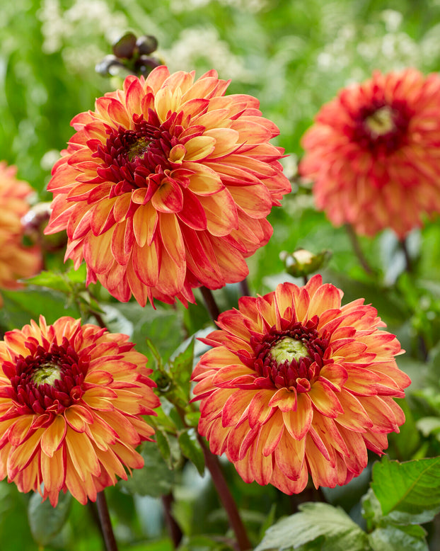 Dahlia 'Ding a Dong'