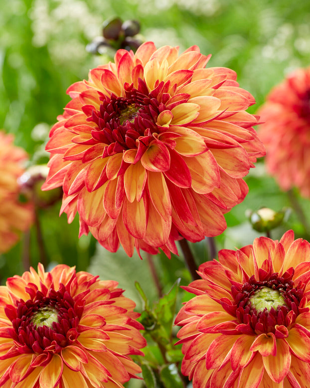 Dahlia 'Ding a Dong'