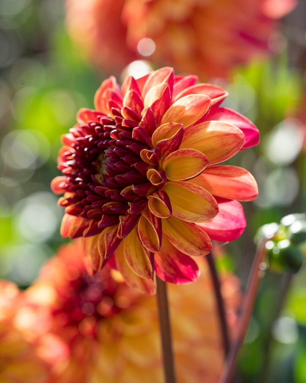 Dahlia 'Ding a Dong'