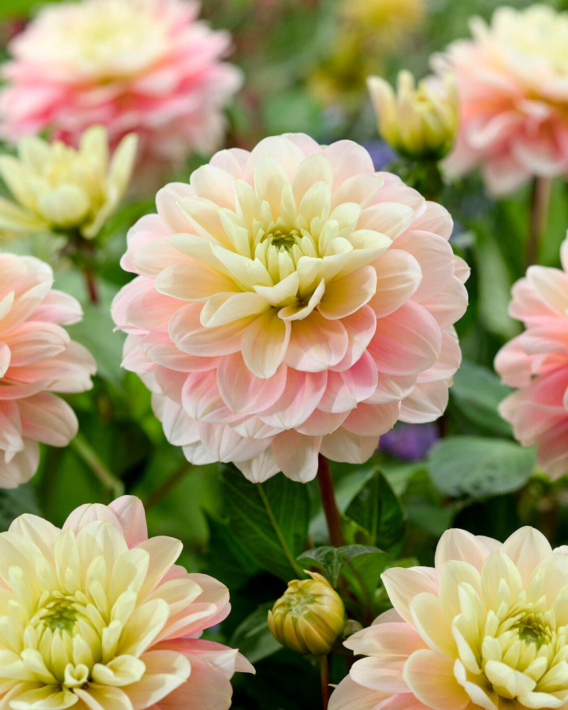 Dahlia 'Dolce Anna'