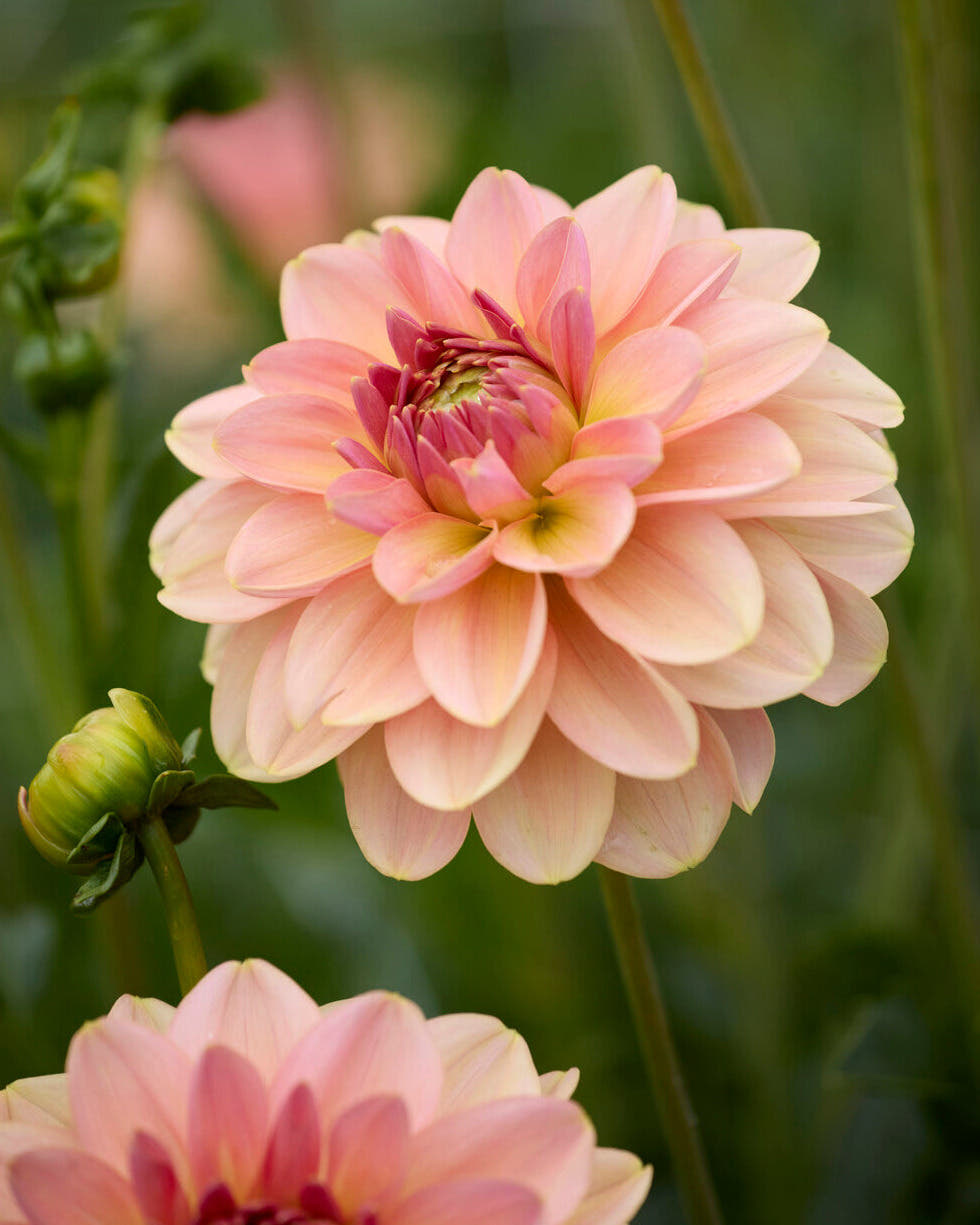 Dahlia 'Dolce Eva'