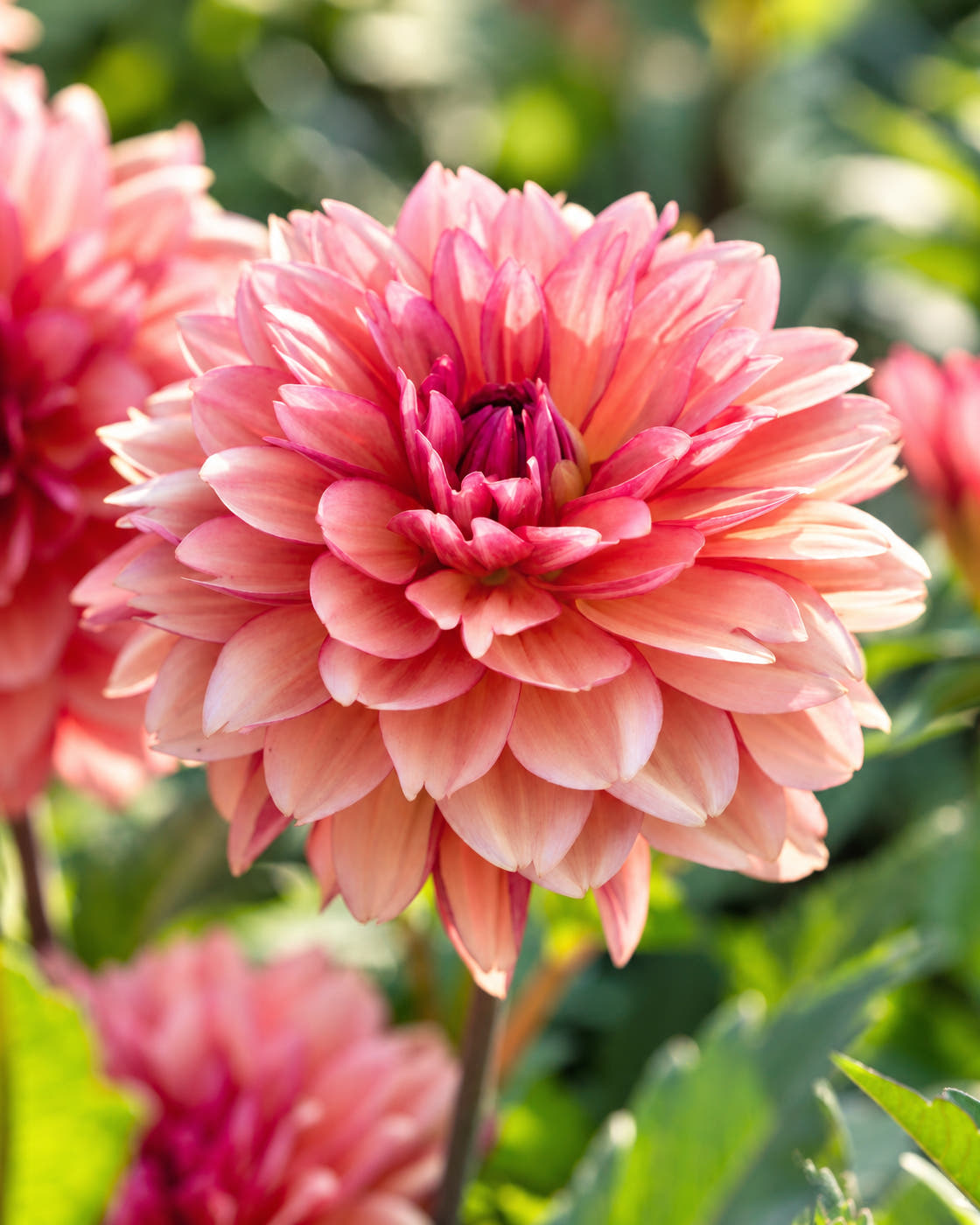 Dahlia 'Dolce Vera'