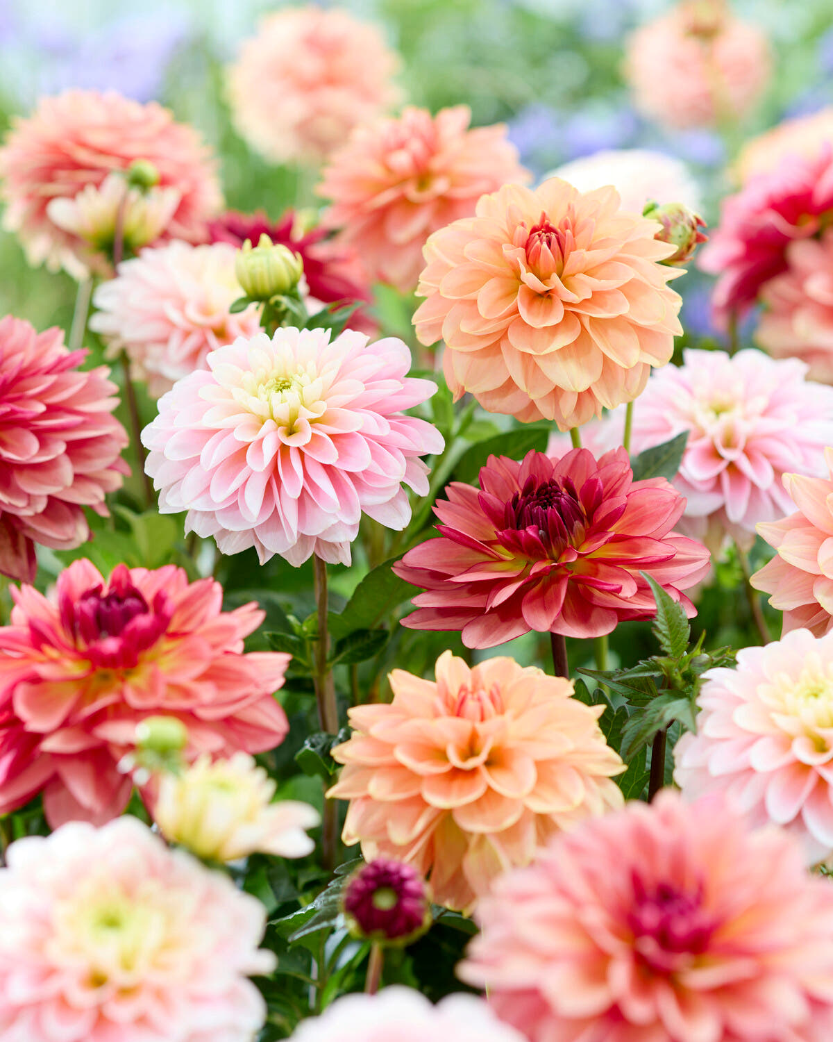 Dahlia collection 'La Dolce Vita'
