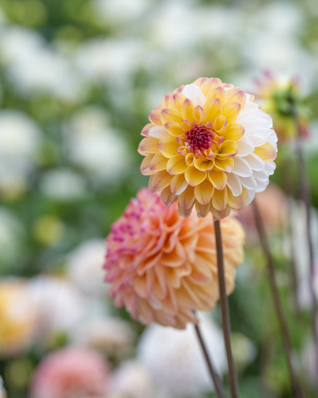 Dahlia 'Double Jill'