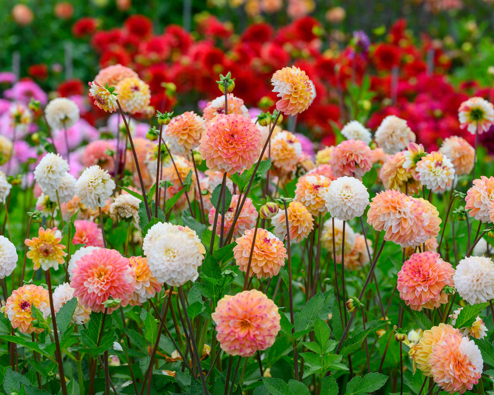 Dahlia 'Double Jill'