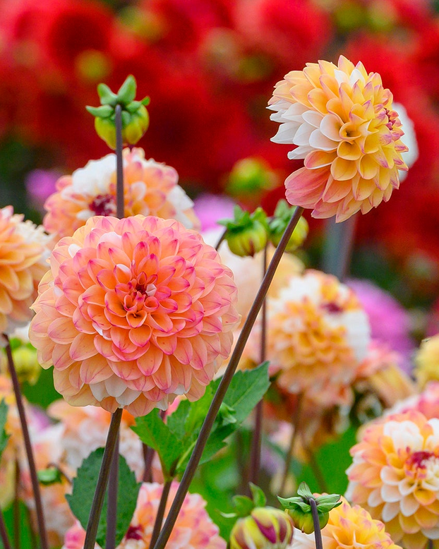 Dahlia 'Double Jill'