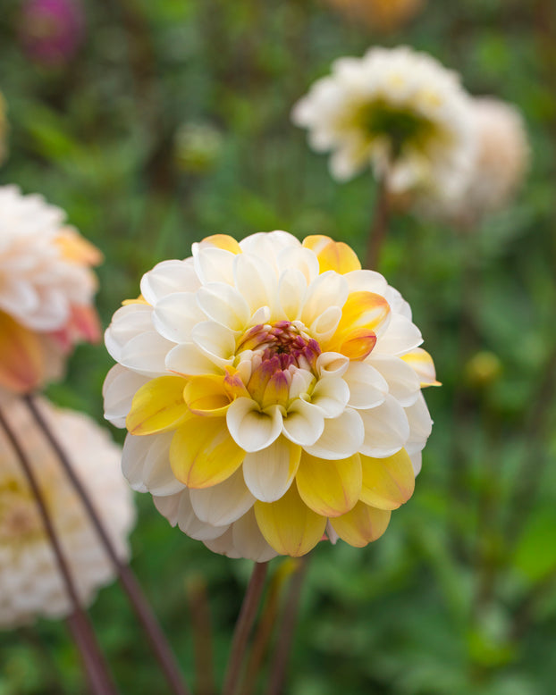 Dahlia 'Double Jill'