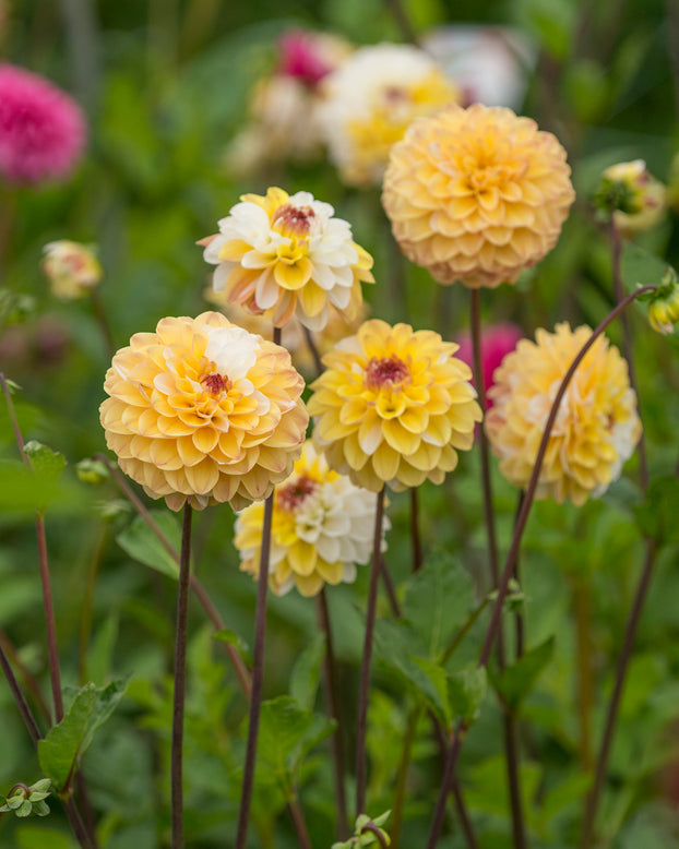 Dahlia 'Double Jill'