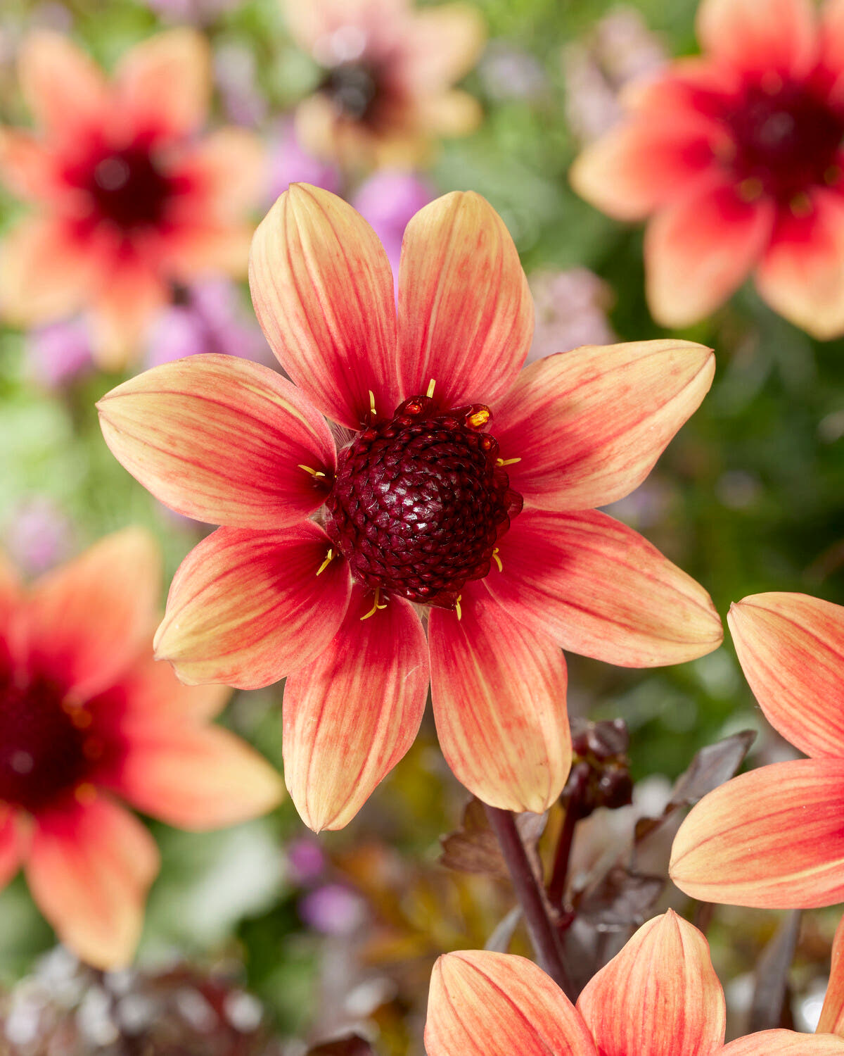 Dahlia 'Dragon Ball'