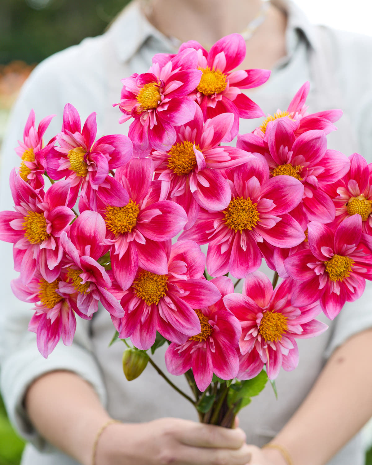 Dahlia 'Edith Jones'