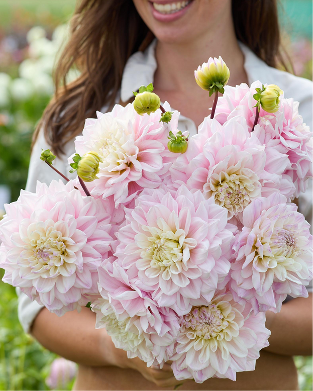 Dahlia 'Elliot'
