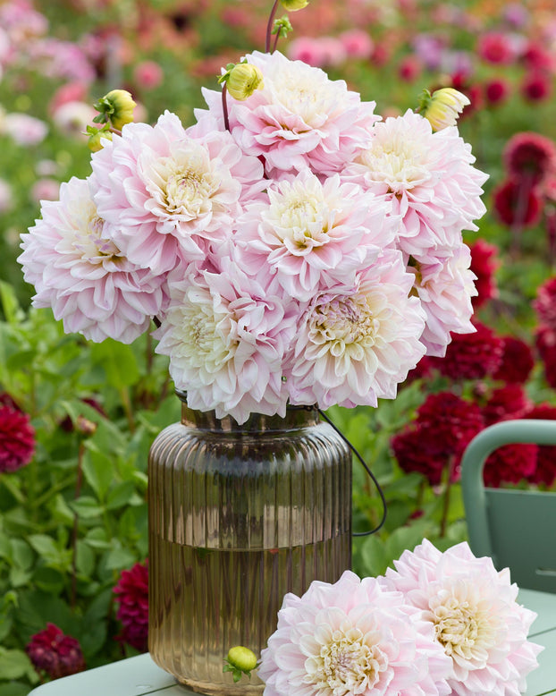 Dahlia 'Elliot'