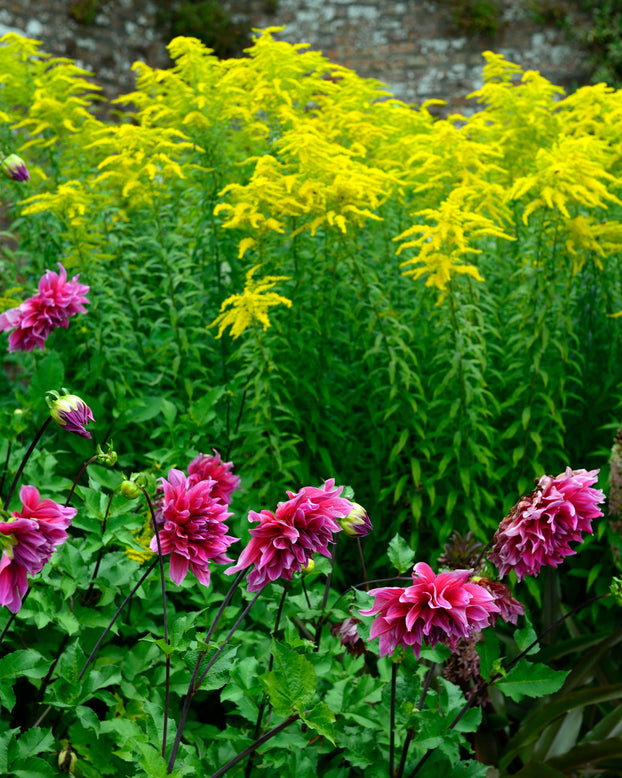 Dahlia 'Emory Paul'