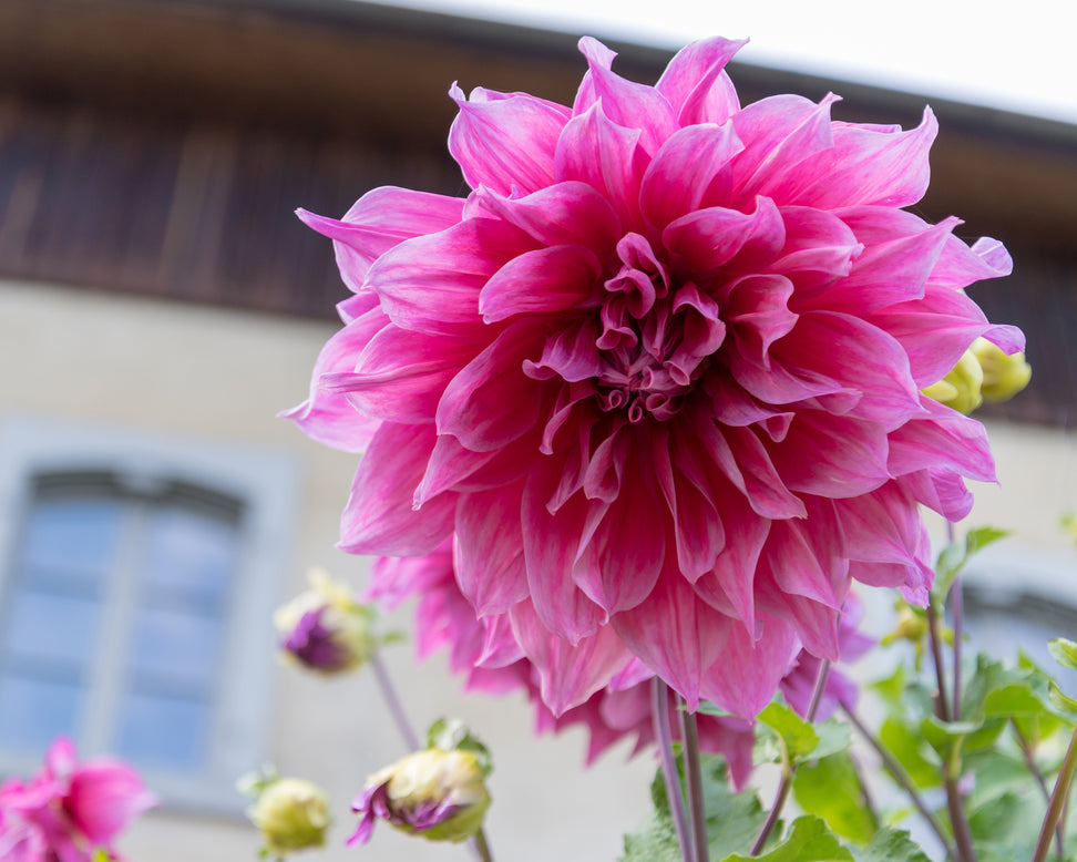 Dahlia 'Emory Paul'