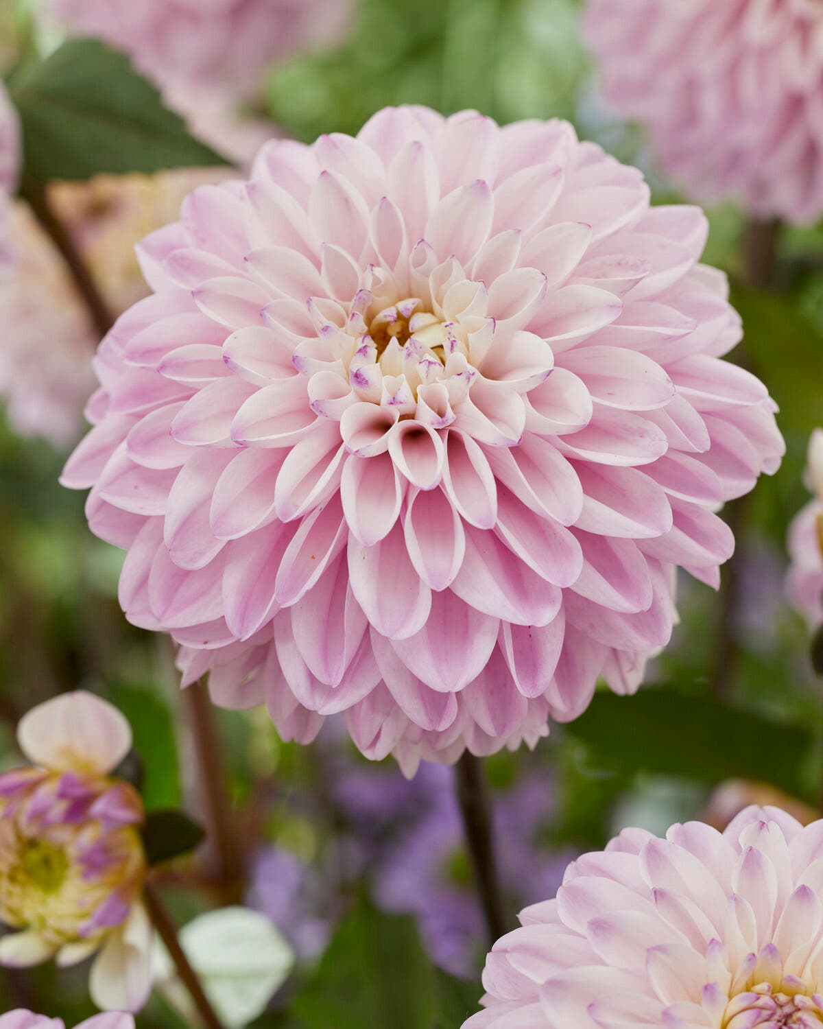 Dahlia 'Espacio'