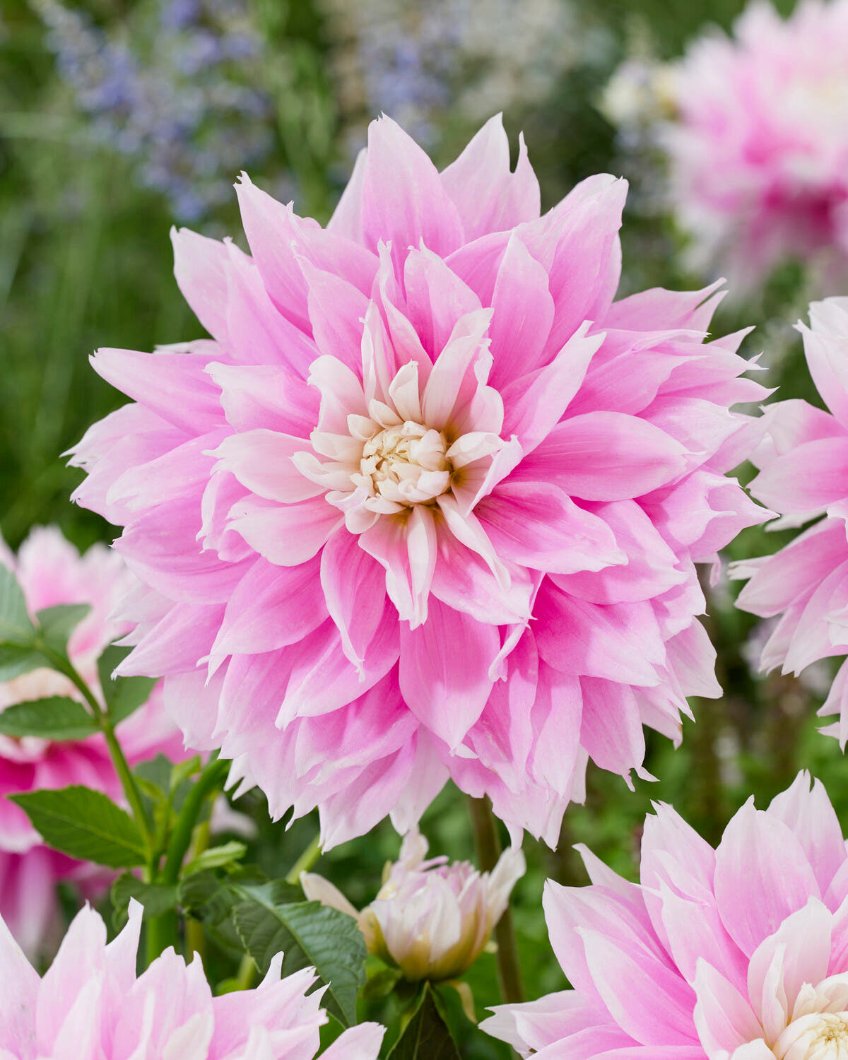 Dahlia 'Evanah'
