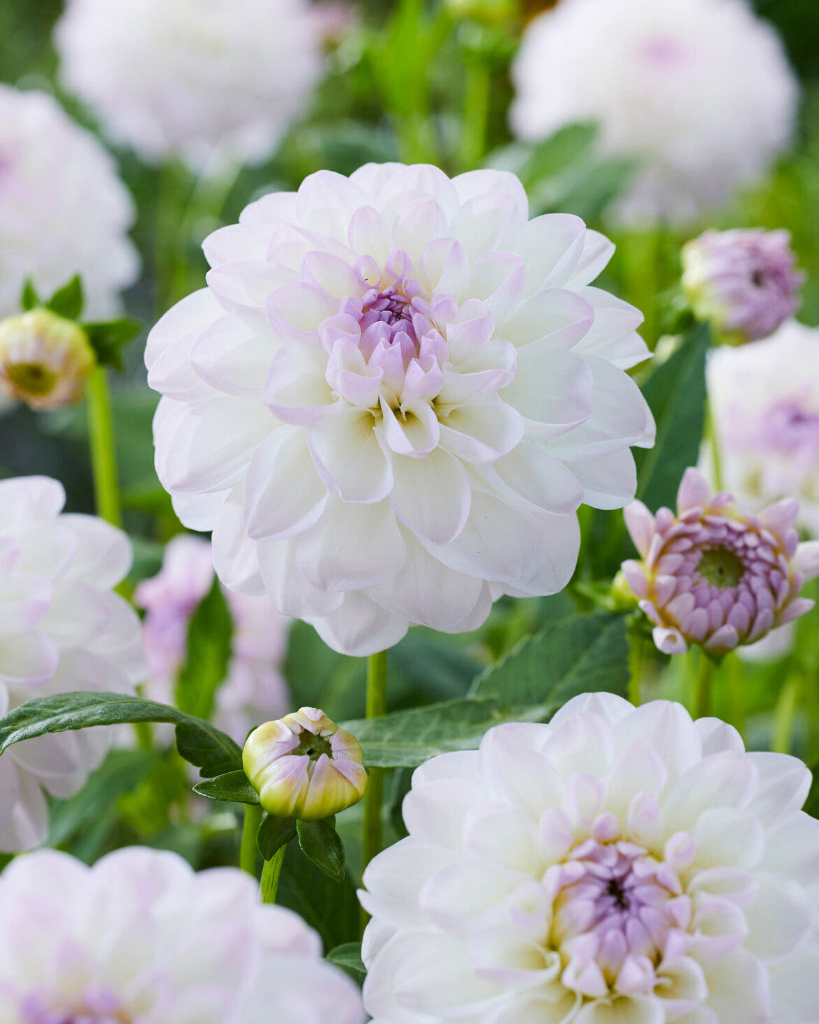Dahlia 'Eveline'