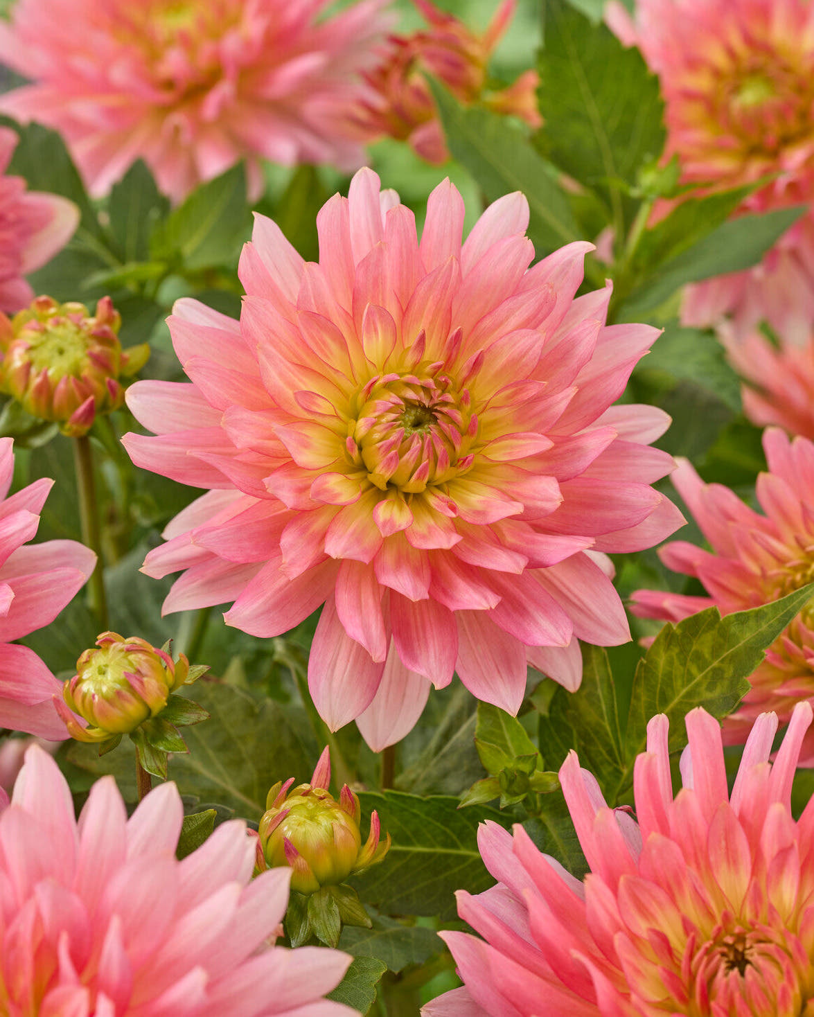 Dahlia 'Extase'