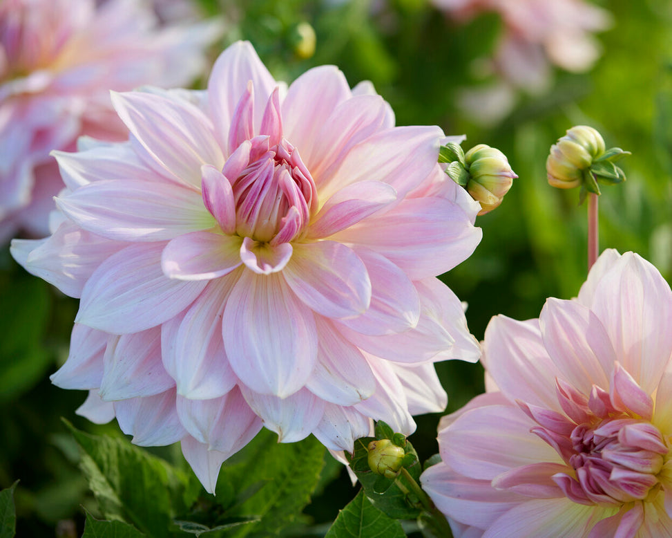 Dahlia 'Fairway Pilot'